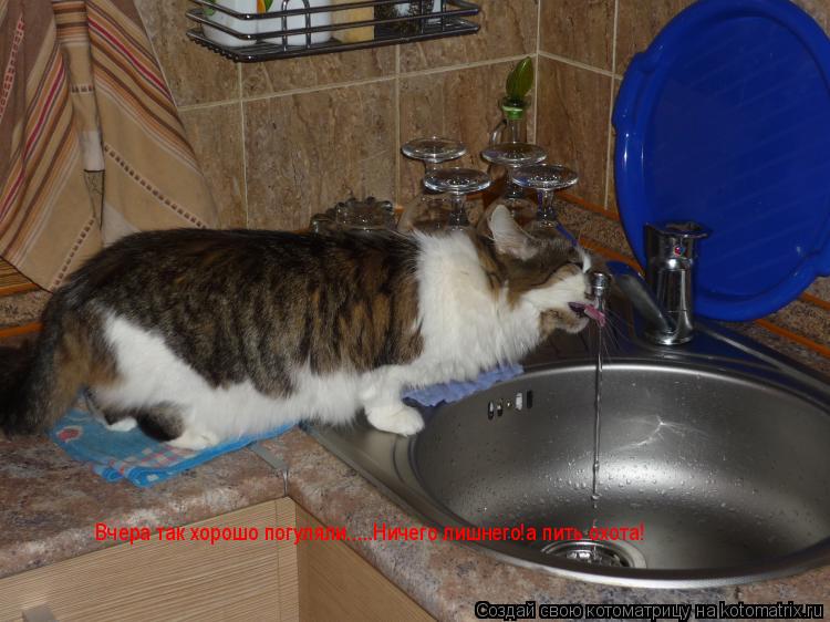 Котоматрица: Вчера так хорошо погуляли.....Ничего лишнего!а пить охота!