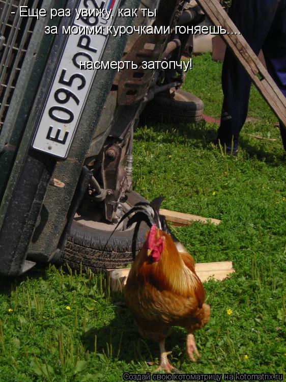 Котоматрица: - Еще раз увижу, как ты за моими курочками гоняешь.... насмерть затопчу!