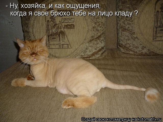 Котоматрица: - Ну, хозяйка, и как ощущения,  когда я свое брюхо тебе на лицо кладу ?