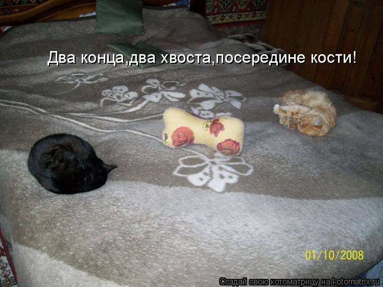 Котоматрица: Два конца,два хвоста,посередине кости!