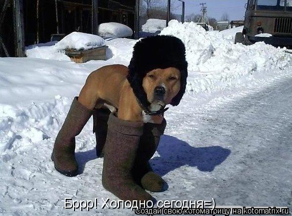 Котоматрица: Бррр! Холодно сегодня=)