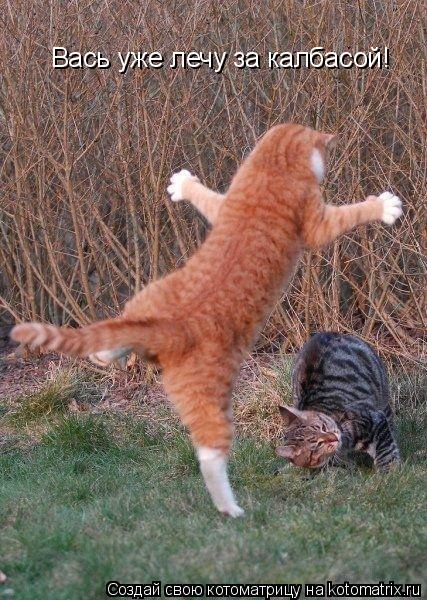 Котоматрица: Вась уже лечу за калбасой!