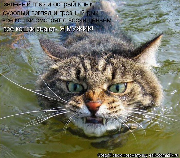 Котоматрица: зеленый глаз и острый клык, суровый взгляд и грозный рык все кошки смотрят с восхищеньем все кошки знают- Я МУЖИК!