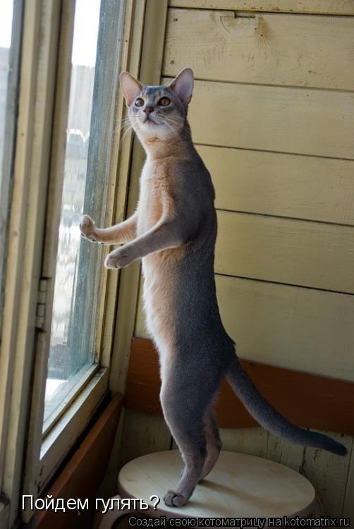 Котоматрица: Пойдем гулять?