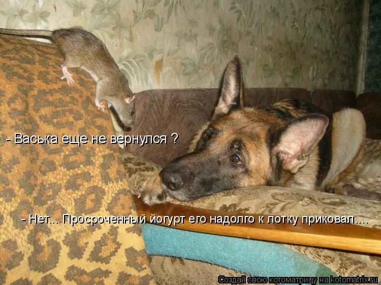 Котоматрица: - Васька еще не вернулся ? - Нет... Просроченный йогурт его надолго к лотку приковал....