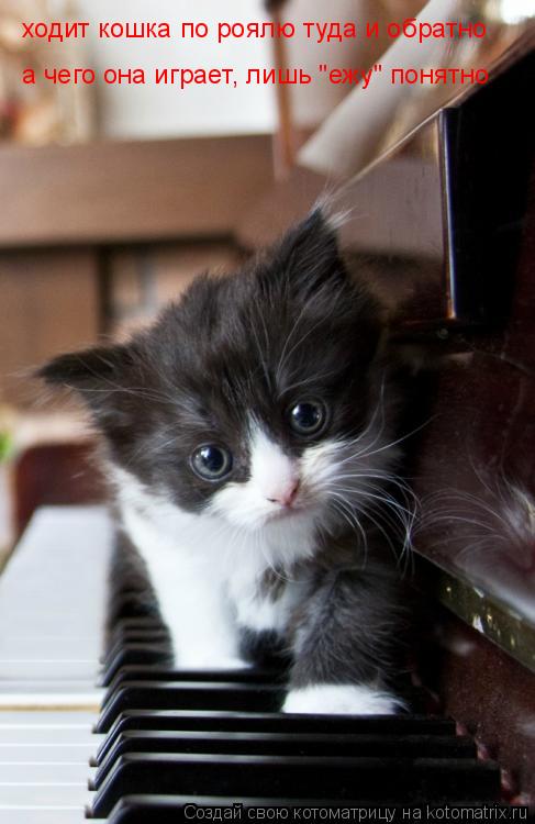 Котоматрица: ходит кошка по роялю туда и обратно а чего она играет, лишь "ежу" понятно