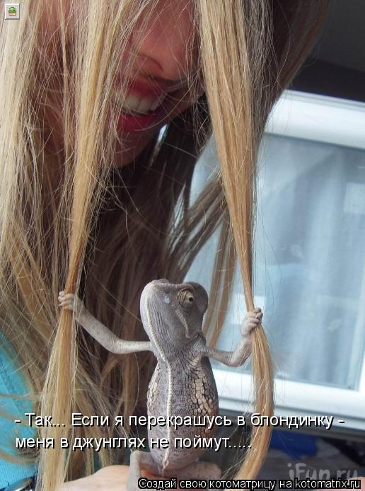 Котоматрица: - Так... Если я перекрашусь в блондинку - меня в джунглях не поймут.....