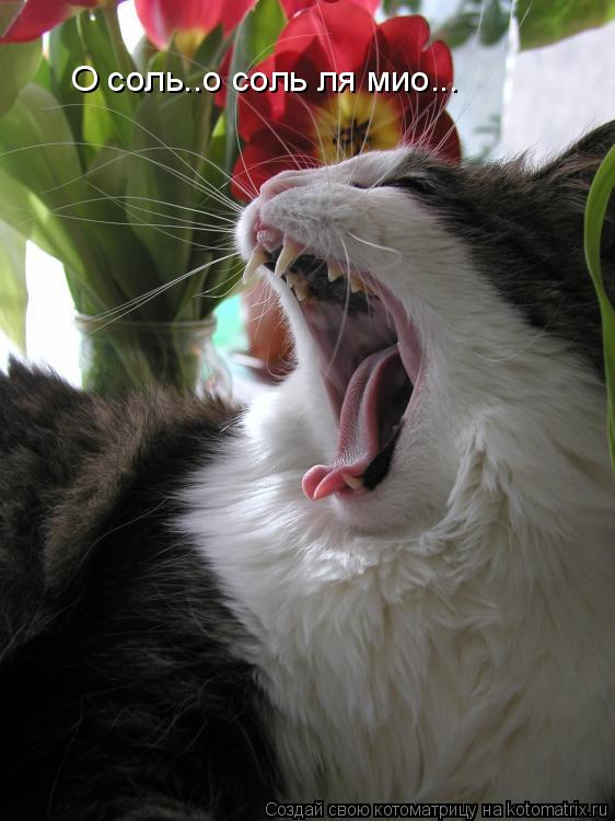 Котоматрица: О соль..о соль ля мио...