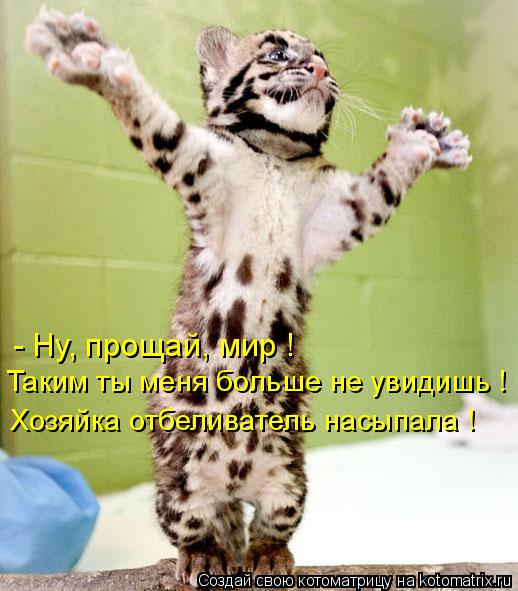 Котоматрица: - Ну, прощай, мир ! Таким ты меня больше не увидишь ! Хозяйка отбеливатель насыпала !
