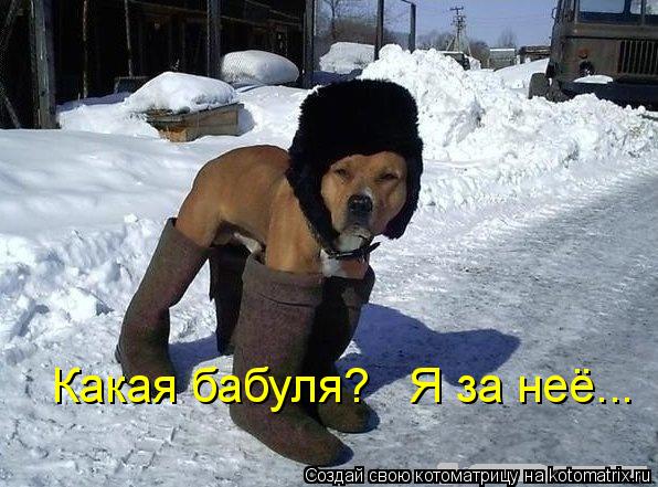 Котоматрица: Какая бабуля?   Я за неё...