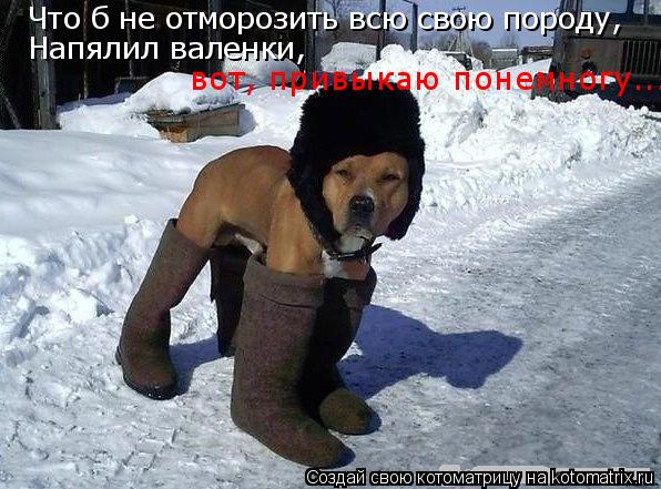 Котоматрица: Что б не отморозить всю свою породу, Напялил валенки,  вот, привыкаю понемногу...