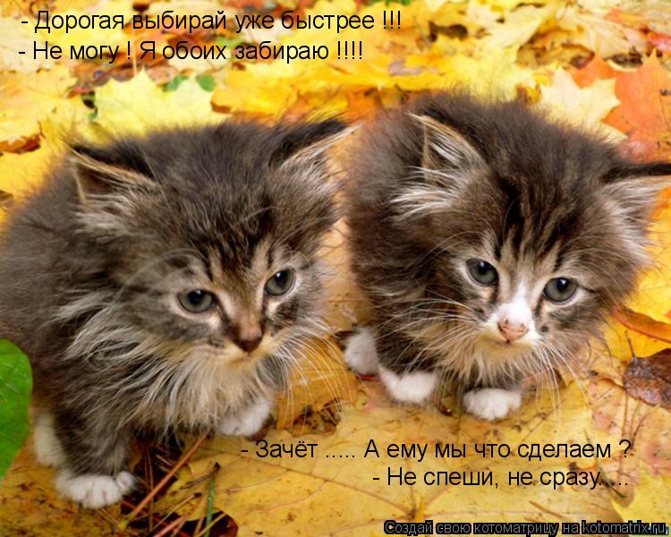 Котоматрица: - Дорогая выбирай уже быстрее !!! - Не могу ! Я обоих забираю !!!! - Зачёт ..... А ему мы что сделаем ? - Не спеши, не сразу.....