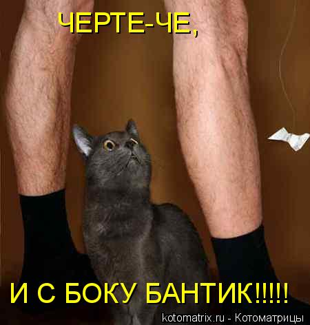 Котоматрица: ЧЕРТЕ-ЧЕ, И С БОКУ БАНТИК!!!!!