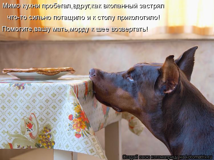 Котоматрица: Мимо кухни пробегал,вдруг,как вкопанный застрял что-то сильно потащило и к столу приколотило! Помогите,вашу мать,морду к шее возвертать!