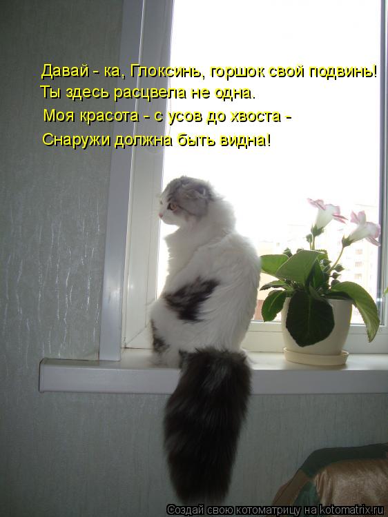 Котоматрица: Давай - ка, Глоксинь, горшок свой подвинь! Ты здесь расцвела не одна. Моя красота - с усов до хвоста - Снаружи должна быть видна!