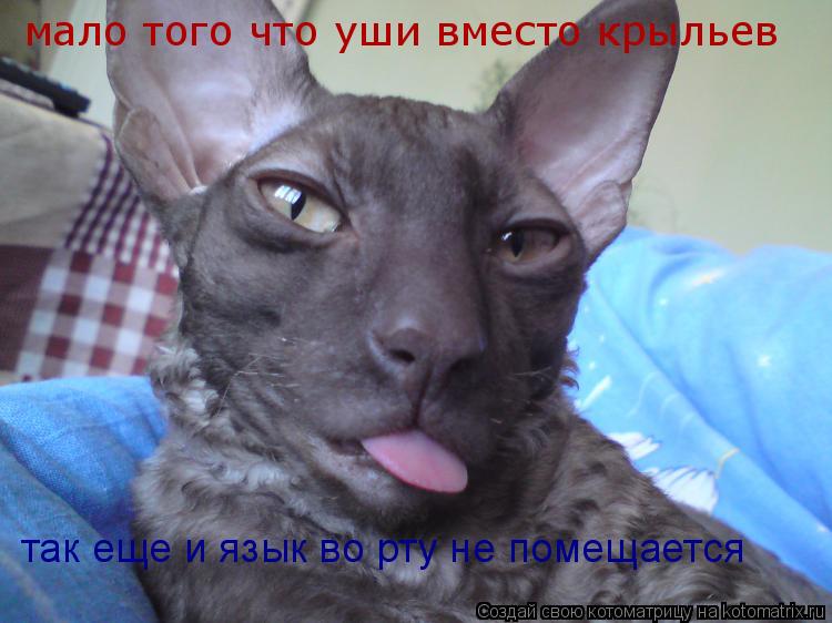 Котоматрица: мало того что уши вместо крыльев так еще и язык во рту не помещается