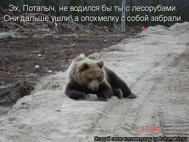 Котоматрица: Эх, Потапыч, не водился бы ты с лесорубами.  Они дальше ушли, а опохмелку с собой забрали.