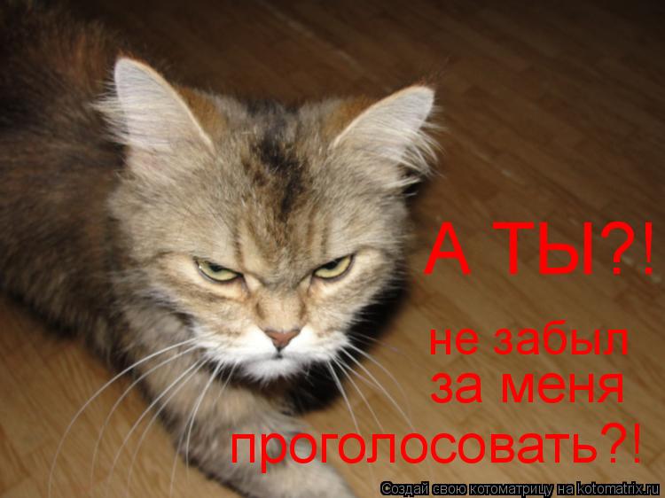 Котоматрица: А ТЫ?! не забыл за меня  проголосовать?!