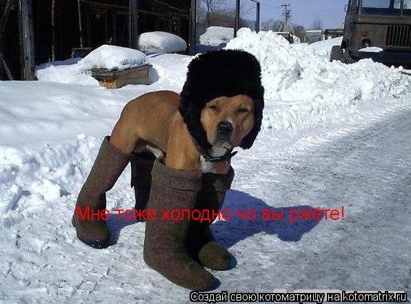 Котоматрица: Мне тоже холодно чо вы ржёте!