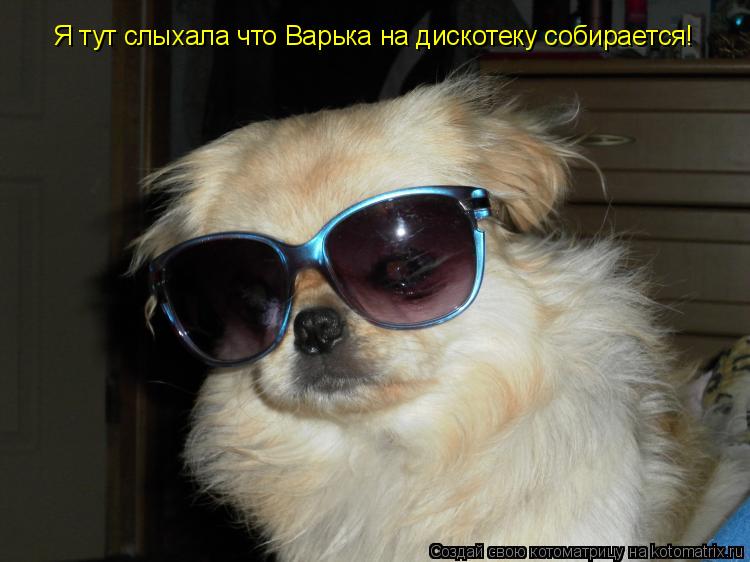 Котоматрица: Я тут слыхала что Варька на дискотеку собирается!