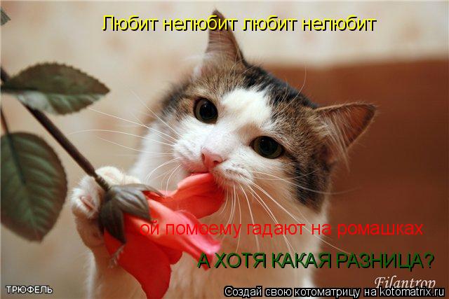 Котоматрица: Любит нелюбит любит нелюбит ой помоему гадают на ромашках А ХОТЯ КАКАЯ РАЗНИЦА?