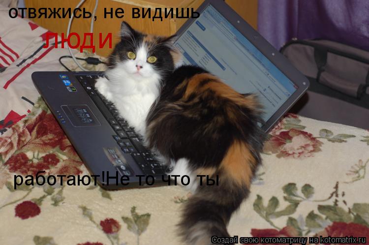 Котоматрица: отвяжись, не видишь люди работают!Не то что ты