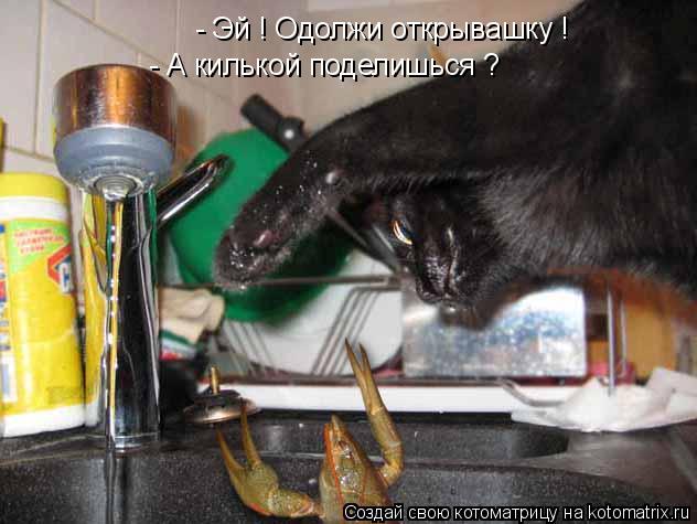 Котоматрица: - Эй ! Одолжи открывашку ! - А килькой поделишься ?