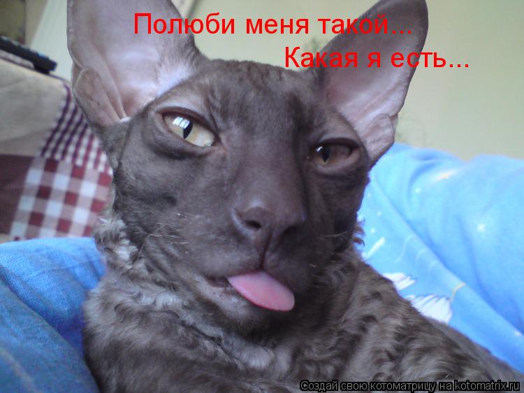 Котоматрица: Полюби меня такой... Какая я есть...