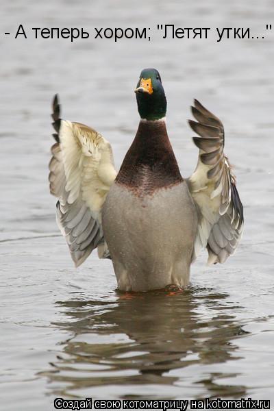 Котоматрица: А теперь хором - А теперь хором; "Летят утки..."