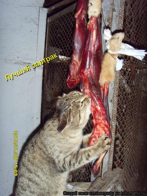 Котоматрица: Лучший завтрак