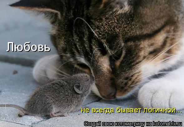 Котоматрица: Любовь не всегда бывает логичной...