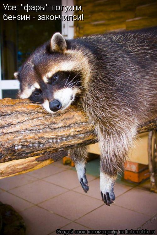 Котоматрица: Усе: "фары" потухли, бензин - закончилси!