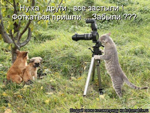 Котоматрица: Ну ка , други , все застыли !  Фоткаться пришли ... Забыли ???