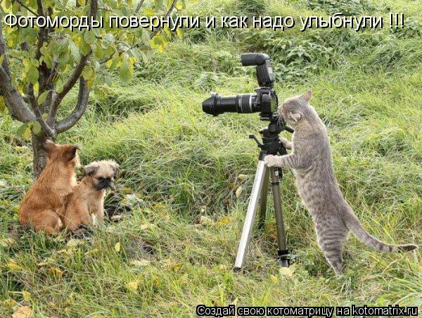 Котоматрица: Фотоморды повернули и как надо улыбнули !!!