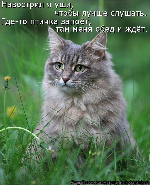 Навострил я уши, чтобы лучше слушать. Где-то птичка запоёт, там меня обед и ждёт.... Котоматрица: Навострил я уши, чтобы лучше слушать. Где-то птичка запоёт, там меня обед и ждёт.