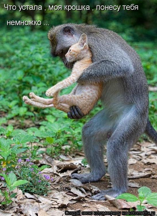 Котоматрица: Что устала , моя крошка , понесу тебя немножко ...