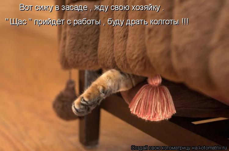Котоматрица: " Щас " прийдёт с работы , буду драть колготы !!! Вот сижу в засаде , жду свою хозяйку .