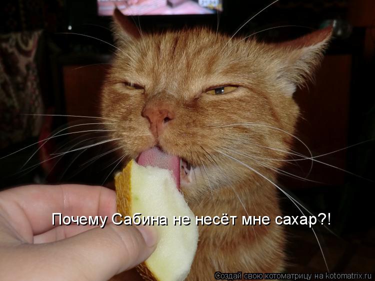 Котоматрица: Почему Сабина не несёт мне сахар?!