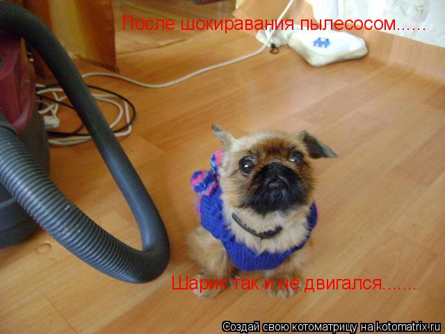 Котоматрица: После шокиравания пылесосом...... Шарик так и не двигался.......