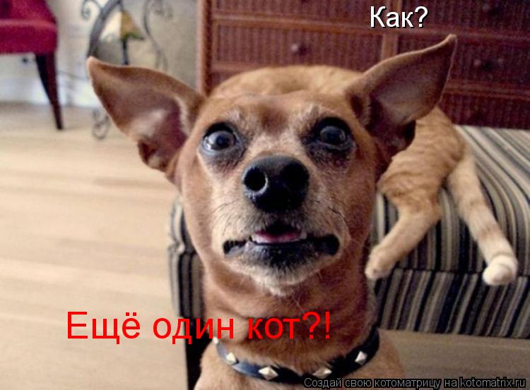 Котоматрица: Ещё один кот?! Как?