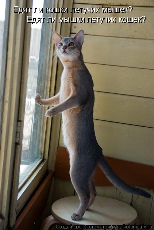 Котоматрица: Едят ли кошки летучих мышек?  Едят ли мышки летучих кошек?  Едят ли мышки летучих кошек?