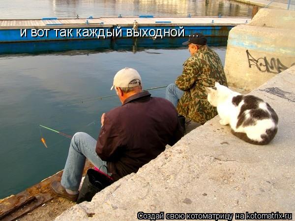 Котоматрица: и вот так каждый выходной ...