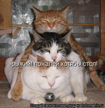 Котоматрица: -рыжий! пожалей хотябы стол!