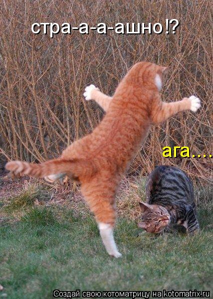 Котоматрица: стра-а-а-ашно!? ага....