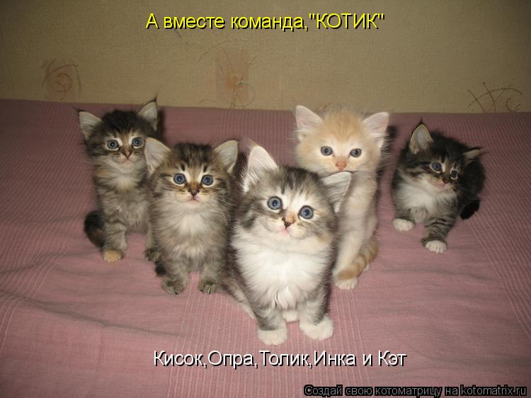 Котоматрица: Кисок,Опра,Толик,Инка и Кэт А вместе команда,"КОТИК"