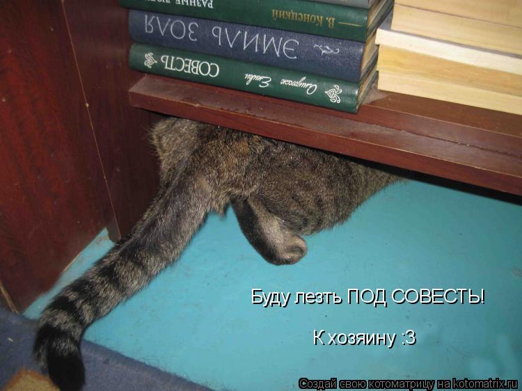 Котоматрица: Буду лезть ПОД СОВЕСТЬ! К хозяину :3