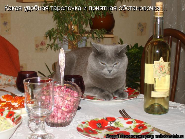 Котоматрица: Какая удобная тарелочка и приятная обстановочка ...