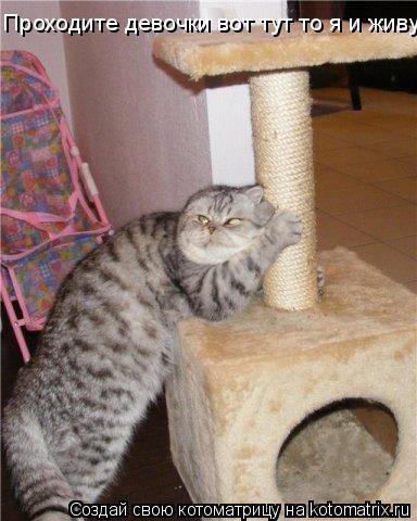 Котоматрица: Проходите девочки вот тут то я и живу....