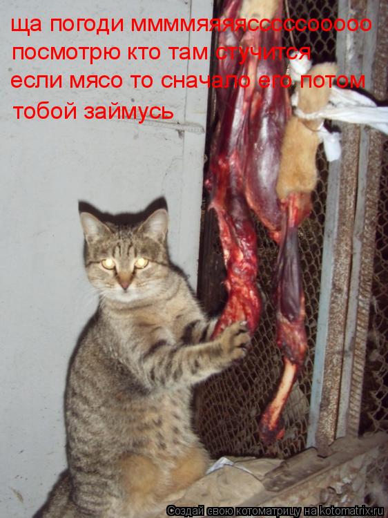 Котоматрица: ща погоди ммммяяяясссссооооо посмотрю кто там стучится если мясо то сначало его потом тобой займусь