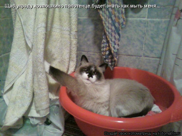 Щас украду хозяюшкино полотенце,будет знать как мыть меня...... Котоматрица: Щас украду хозяюшкино полотенце,будет знать как мыть меня...